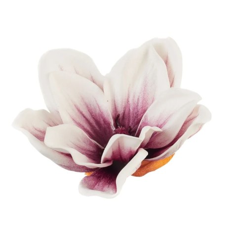 Clematis magnolia piankowa główka wyrobowa